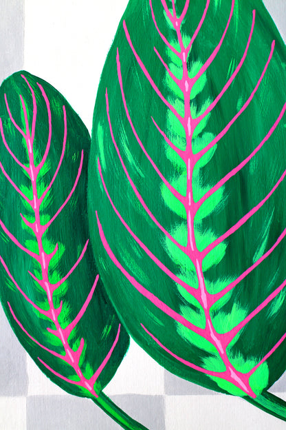 Prayer Plant Maranta Leaves against Wall on Unframed A4 Paper