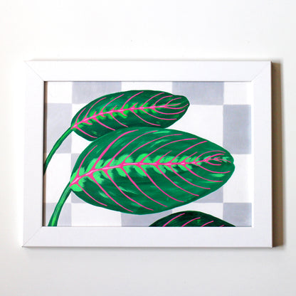Prayer Plant Maranta Leaves against Wall on Unframed A4 Paper