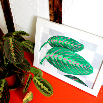 Prayer Plant Maranta Leaves against Wall on Unframed A4 Paper