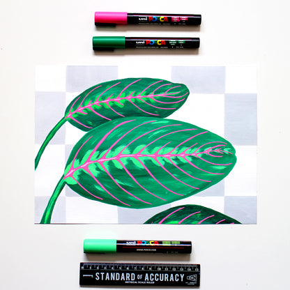 Prayer Plant Maranta Leaves against Wall on Unframed A4 Paper