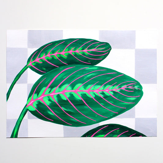 Prayer Plant Maranta Leaves against Wall on Unframed A4 Paper